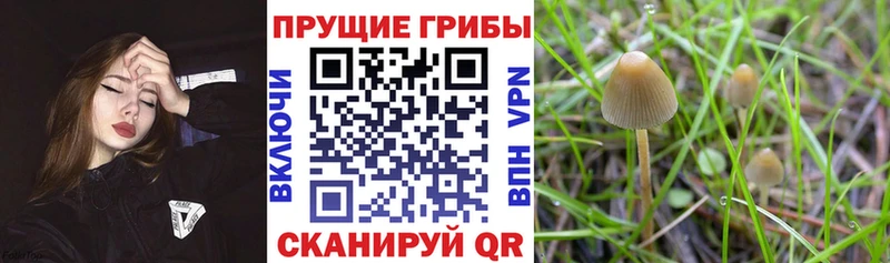 Псилоцибиновые грибы мухоморы  Колпашево 